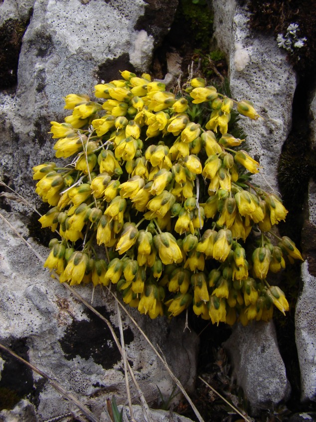 Draba aspera / Draba di Bertoloni